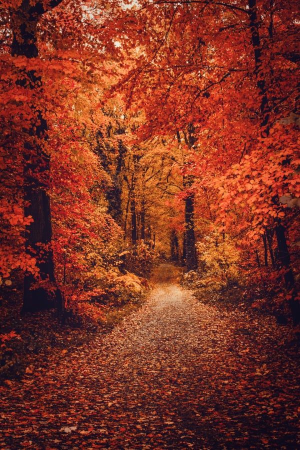 Fall foliage path