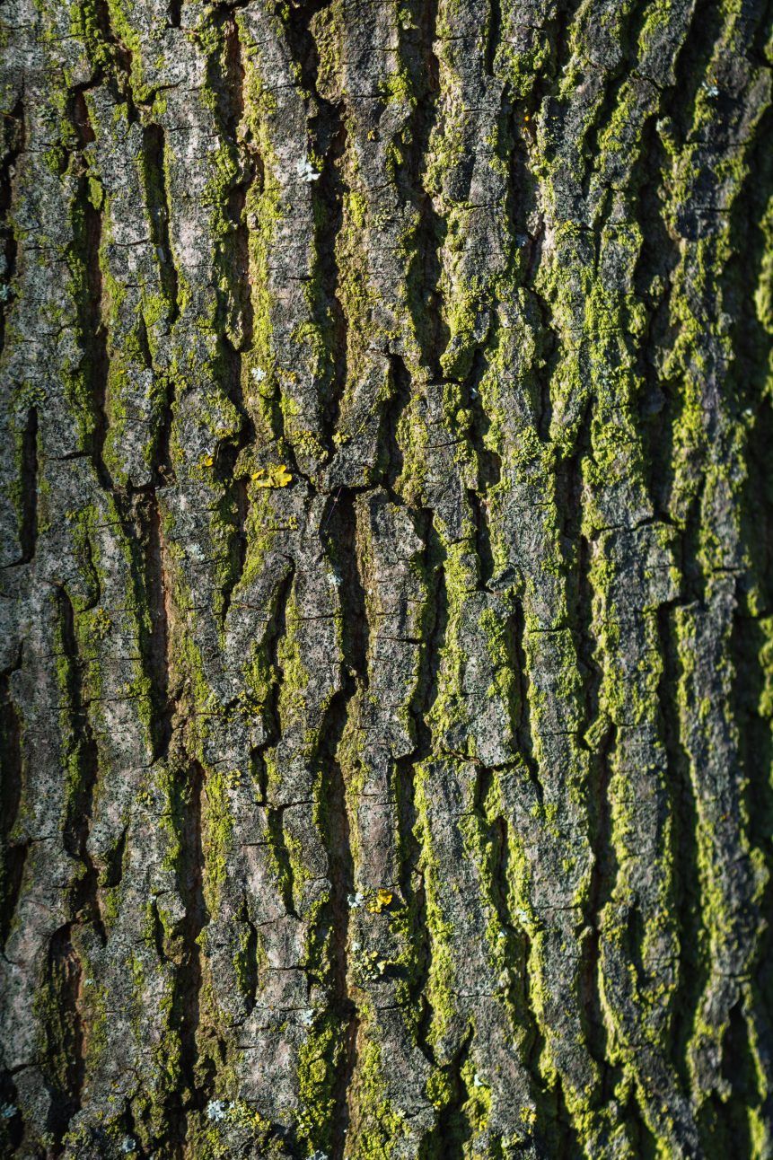Tree bark detail